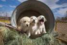 Labrador retriever puppies Art Print